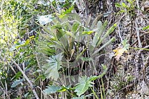 A plant in a national park in Cuba