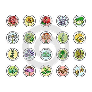 plant natural cosmetic green icons set vector