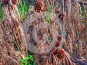 Plant nature garden pinetrees