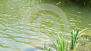 A plant near the water pond in a garden