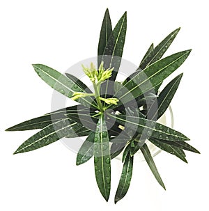 Plant Nerium White Oleander