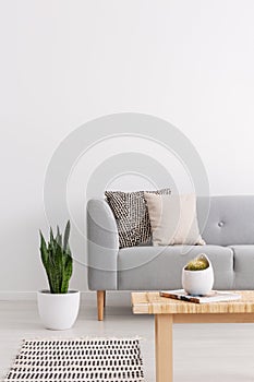 Plant next to grey couch with cushions in living room interior. Real photo