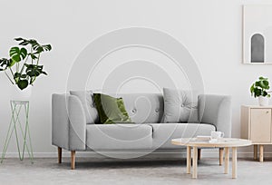 Plant next to grey couch in white living room interior with wooden table and poster. Real photo