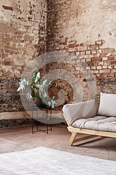 Plant next to grey sofa in industral room interior with carpet and red brick wall