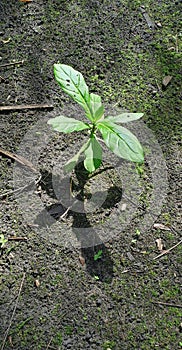 The plant of nicotiana tabacum