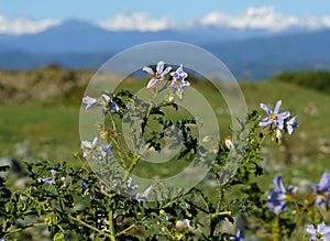 Plant of the nightshade family with pink flowers and thorny branches