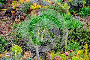 Plant on North-west coast of Tenerife near Punto Teno Lighthouse, Canarian Islands photo