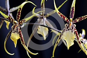 Miltassia toskana flowers photo