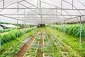 Plant nurseries on mountain