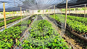 Plant nurseries ready to be transferred to agricultural land.