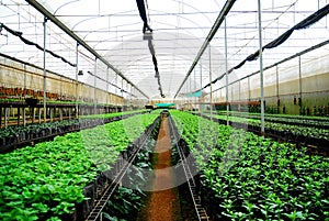 Plant nursery