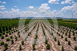 Plant nursery in Bulgaria.