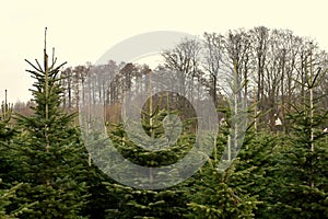 Plant nursery - Christmas trees.