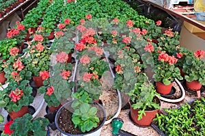 Plant nursery in greenhouse