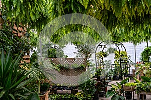 Plant Nursery greenhouse with hanging plants