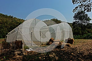 Plant nursery house cover with nylon net to prevent insect from the crop