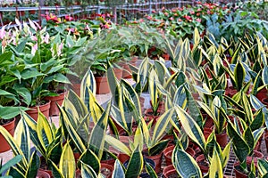 Plant nursery with snake plant Sansevieria
