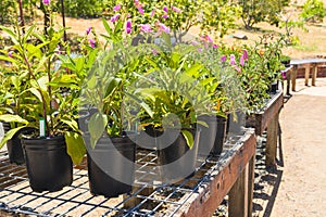 Plant nursery. Variety of flowers, succulents in flower pots close-up outdoor in a bright sunny day