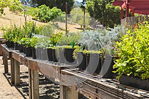 Plant nursery. Variety of flowers, succulents in flower pots close-up outdoor in a bright sunny day