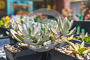 Plant nursery. Variety of flowers, succulents in flower pots close-up outdoor in a bright sunny day