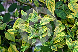 Plant nutrition deficiency, chilli leaf disorder