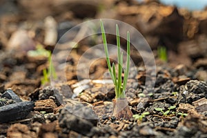 Plant onion,glowing spring onion in backyard garden,home-grown vegetable