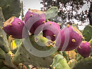 A plant of Opuntia, prickley pears, in the garden from photo