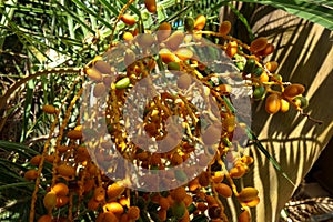 Plant with orange fruits on the island of Crete.
