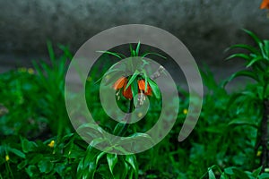 A plant with orange petals and green leaves. Green plants in the background out of focus