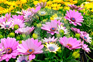 Plant of orange and purple pink colored Gazania flowers