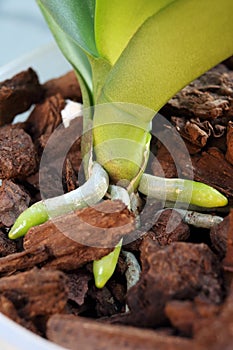 Plant orchid Phalaenopsis grows new aerial roots. A close-up view of their lush and fresh green root apex with cap and gray