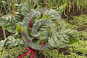 Plant organic chard in the garden.