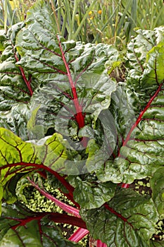 Plant organic chard in the garden.