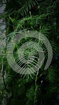 This is a plant that originates from Indonesia