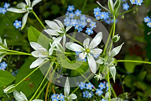 The plant of ornithogalum featuring hyacinthaceae. The botanical family of ornithogalum is liliaceae