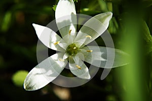 The plant of ornithogalum featuring hyacinthaceae. The botanical family of ornithogalum is liliaceae