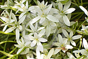 The plant of ornithogalum featuring hyacinthaceae. The botanical family of ornithogalum is liliaceae.