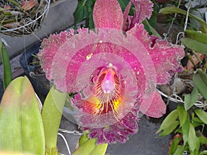 Colorful flowers of rare plant Orquidea Catleya photo