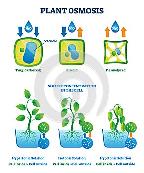 Plant osmosis vector illustration. Cell water absorption process explanation