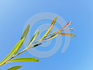 Plant over blue summer sky. Sun beams on plant. Clean sky.