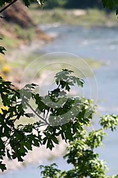 Plant overhanging stream