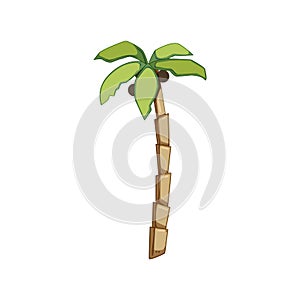 plant palm coconut cartoon vector illustration