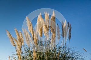 Plant Pampas Grass Hunker. Plumes of pampas grass against a blue sky