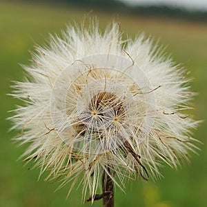 Plant with pappus