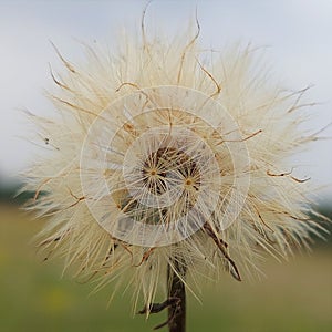 Plant with pappus