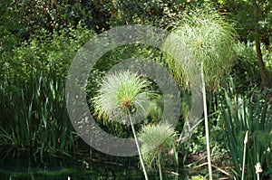 Plant of papyrus ..
