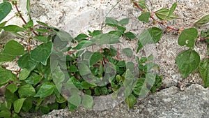 The plant Parietaria judaica grows on rocks in Portugal