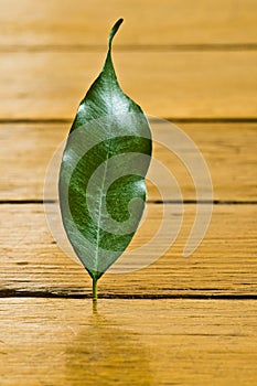 Plant on parquet floor