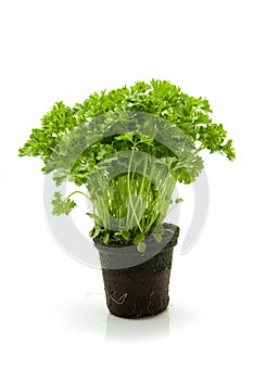 Plant parsley