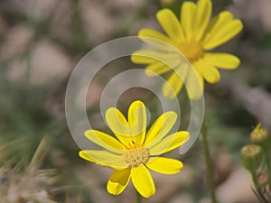 This plant is part of the Asteraceae family and is known for its beautiful yellow flowers